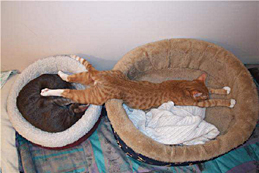 internet_tabby_across_beds